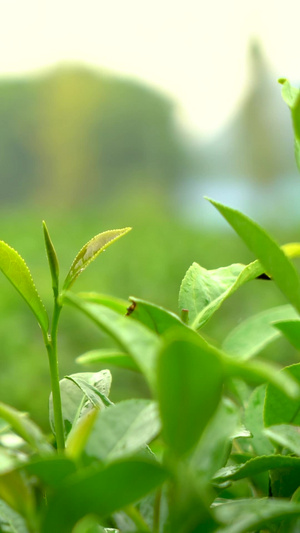 下雨天茶园茶树叶特写运镜茶叶嫩芽29秒视频