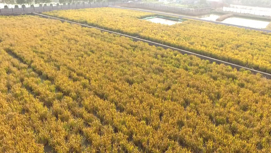 德清县下渚湖湿地风光游船船只稻田水天一色视频