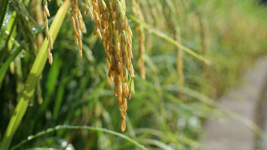 实拍生长中的露水水稻视频