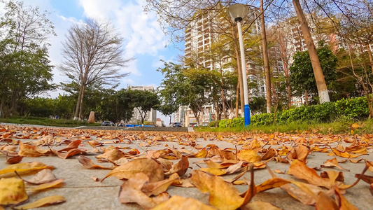 城市草地落叶树木森林视频