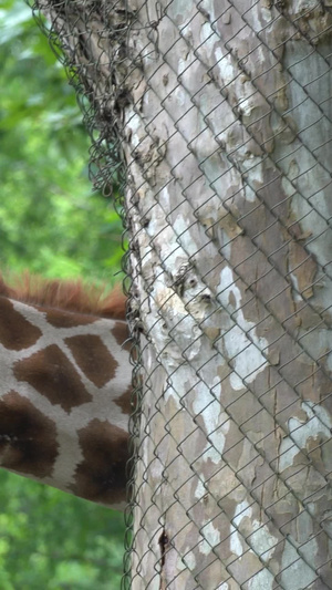 动物园的长颈鹿上海动物园36秒视频