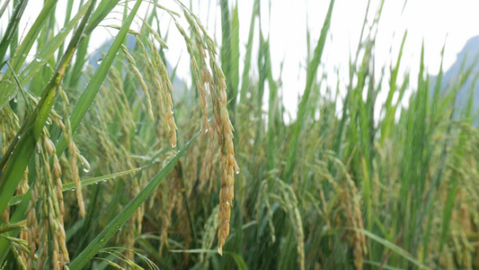 实拍生长中的露水水稻视频