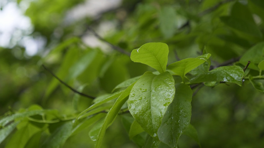 雨天绿色植物叶子4k视频合集视频