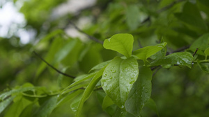 雨天绿色植物叶子4k视频合集75秒视频