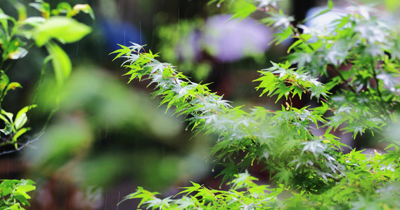 下雨天树叶视频