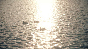 夕阳黄昏下波光粼粼湖面鸭子游过17秒视频