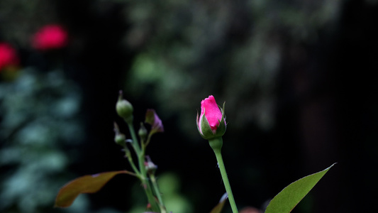 月季花未开放的状态花骨朵花蕾视频