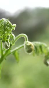 野生蕨类植物和昆虫多角度视频