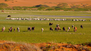 腾格里沙漠绿洲骆驼羊群8秒视频