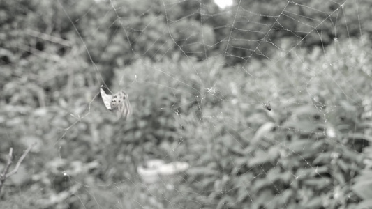 黑白调被缠在蜘蛛网上挣扎的昆虫视频