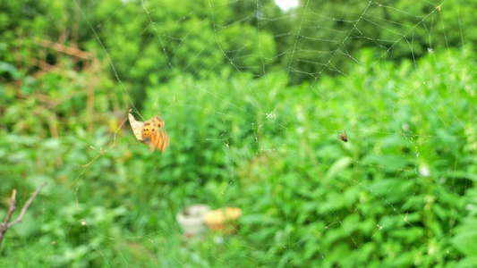 被缠在蜘蛛网上挣扎的昆虫视频