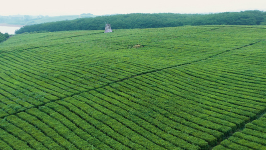 航拍唯美4k茶园视频