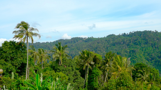 热带海岛山林椰林延时合集4K视频