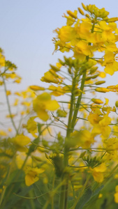 油菜花黄色的花视频