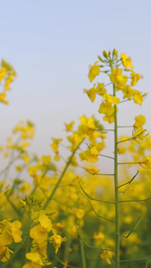 油菜花黄色的花视频