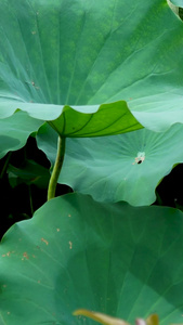 夏季荷花 合集荷花池视频