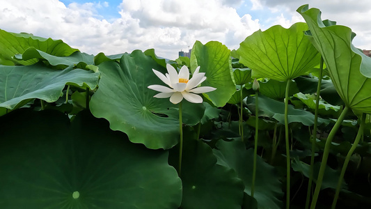 空镜荷花视频