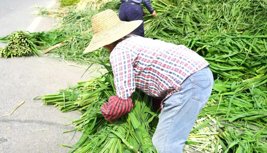 收割茭白的农民视频