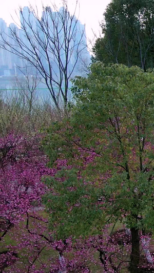 航拍沙湖公园梅花节古建筑和梅花树林赏梅的游客网红景点35秒视频