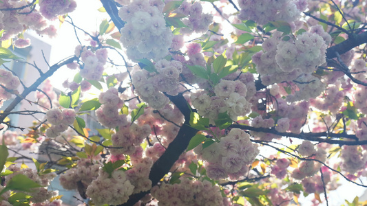 春天阳光下的樱花花朵视频