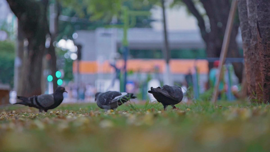 鸽子空镜巴西圣保罗城市街道人文风光视频视频