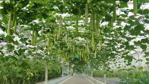 实拍结满果实的蔬菜基地38秒视频