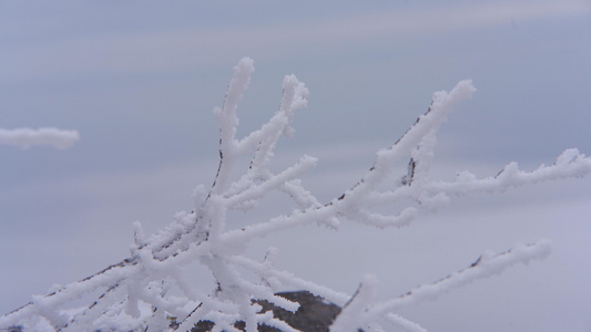 农作物树枝上雪特写镜头视频