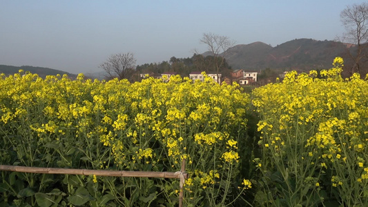 乡村田园油菜花自然风光视频