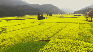 航拍云南著名赏花胜地罗平油菜花视频84秒视频