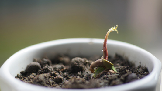 4k延时植物生长种子发芽视频