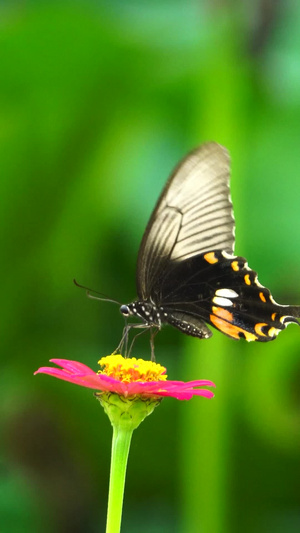 美丽的蝴蝶传播花粉25秒视频