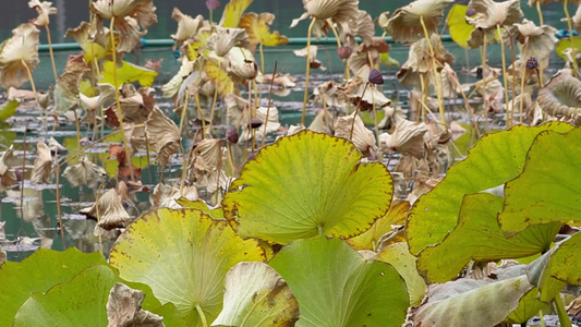 秋冬季节枯萎的荷叶荷花池塘秋景视频