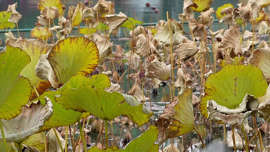 秋冬季节枯萎的荷叶荷花池塘秋景视频