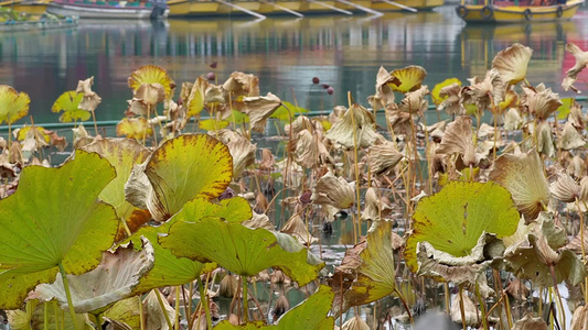 秋冬季节枯萎的荷叶荷花池塘秋景视频