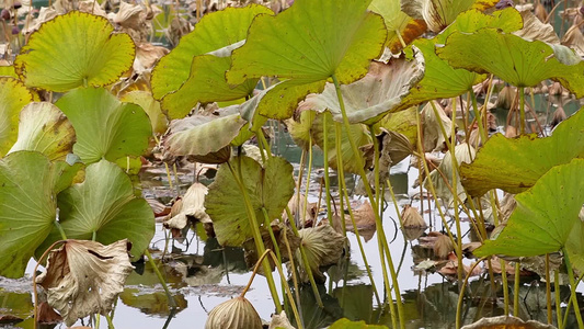 秋冬季节枯萎的荷叶荷花池塘秋景视频