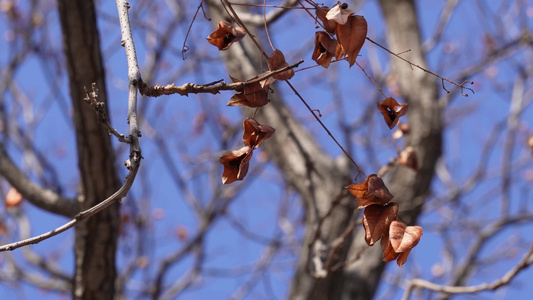 秋冬落叶树木树枝视频