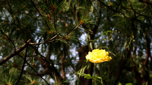 一朵黄色的月季花视频