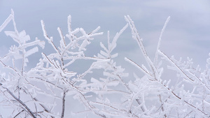 树枝上的雪山雾凇美景62秒视频