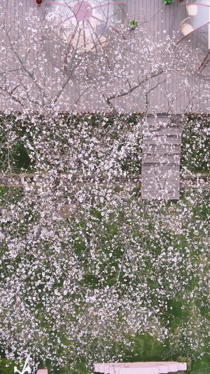 航拍春天城市樱花树下的观景台素材樱花素材43秒视频