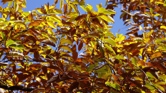 秋季红叶枯萎叶子树叶秋风寒风换季视频