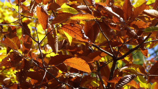 秋季红叶枯萎叶子树叶秋风寒风换季视频