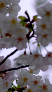 春天樱花季来临樱花盛开唯美视频素材樱花雨视频