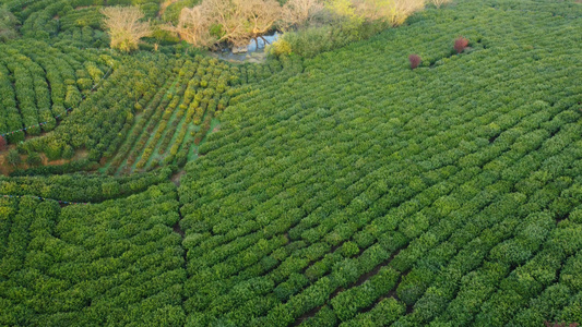 茶园茶山视频