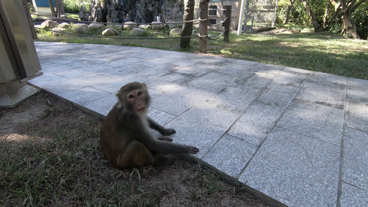 动物园散养的猴子视频