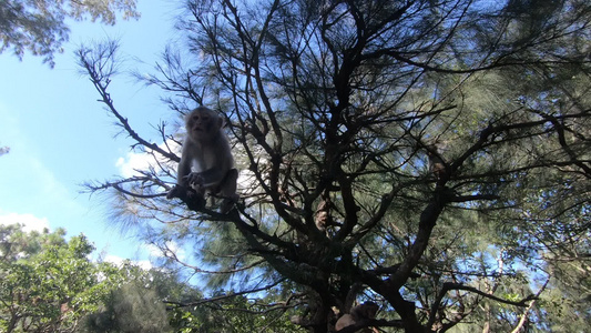 动物园散养的猴子视频