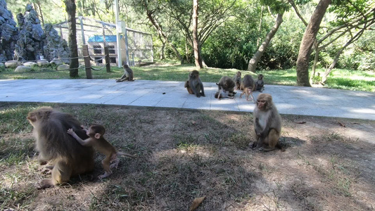动物园猴群视频
