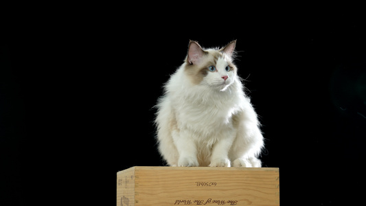 站在木箱子上面的小猫咪视频