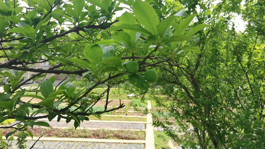 风景   植物  春天   视频