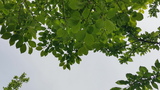 风景   植物  春天   视频