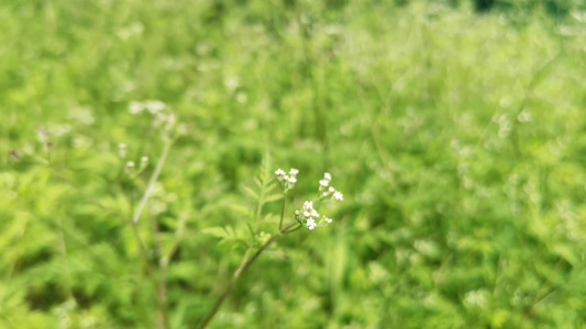 风景   植物  春天   视频